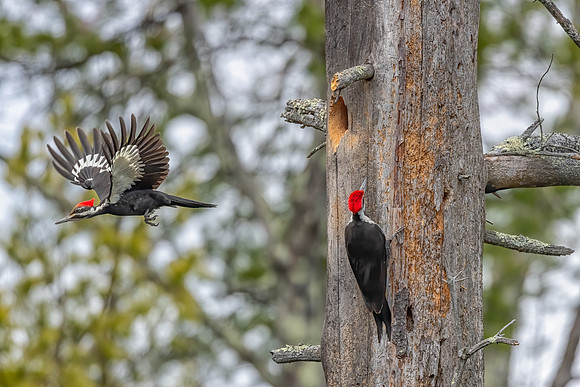 Changing of the Guard III. Pileated Woodpeckers, Southern NH, April 2020