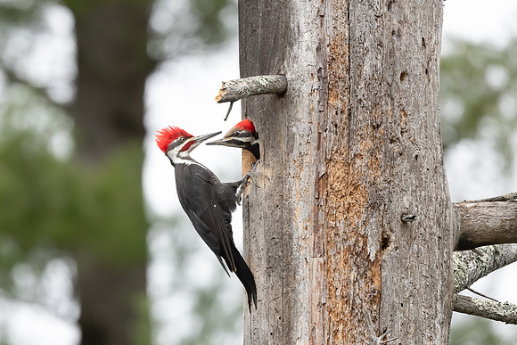 Mating Pair of Pileated Woodpeckers, Southern NH, April 2020