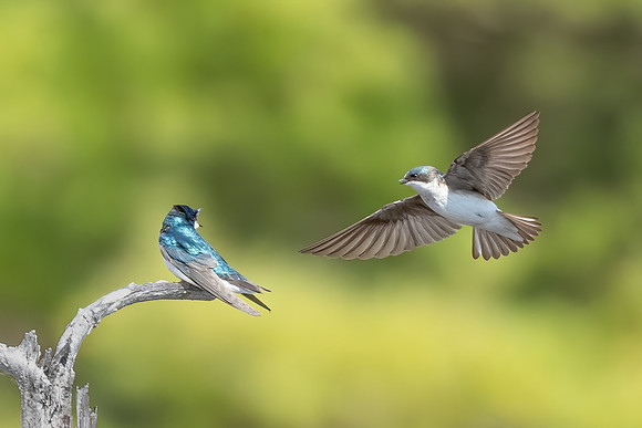 Fly In. Tree Swallows. Monson Settlement, Milford, NH May 2020