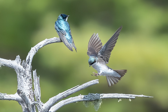 Perfect Landing. Tree Swallows. Monson Settlement, Milford, NH May 2020