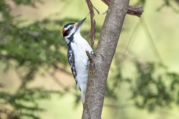 Downy Woodpecker, April 2020