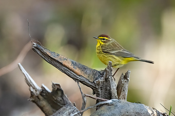 Palm Warbler, April 2020