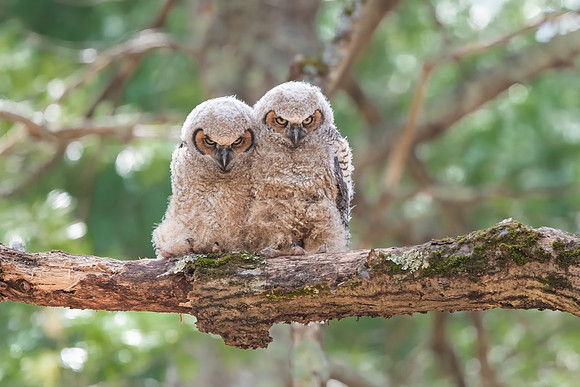 Togetherness, Great Horned Owlets Fledging, Eastern MA, April 2020