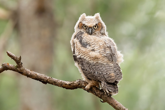 Great Horned Owlet Fledging (Beta), Eastern MA, April 2020