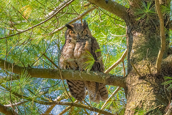 Great Horned Owl (Female), Eastern MA, March 2020
