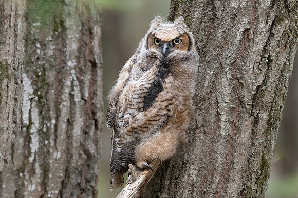 Blending In, Great Horned Owlet Fledging (Alpha), Eastern MA, April 2020