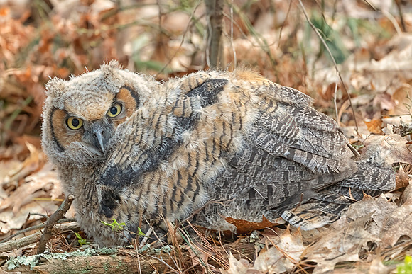 Grounded. Great Horned Owlet Fledging (Beta), Eastern MA, April 2020