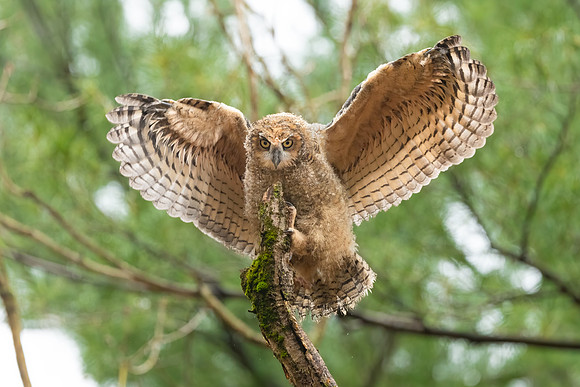 Learning to Land! Great Horned Owlet Fledging, Eastern MA, April 2020