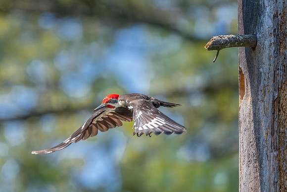 Fly Out, Pileated Woodpecker, Southern, NH, 2020.