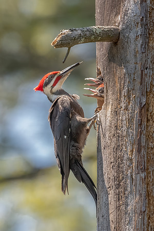 Before Feeding. Pileated Woodpeckers, Southern NH, March 2020