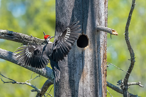 Dad's Home. Pileated Woodpeckers, Southern NH, March 2020