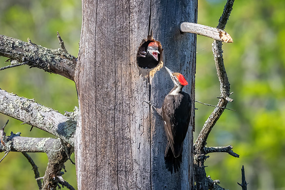 Coming in to Feed. Pileated Woodpeckers, Southern NH, March 2020