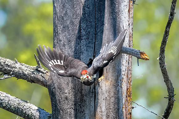 Mom Fly Out with Garbage. Pileated Woodpeckers, Southern NH, March 2020