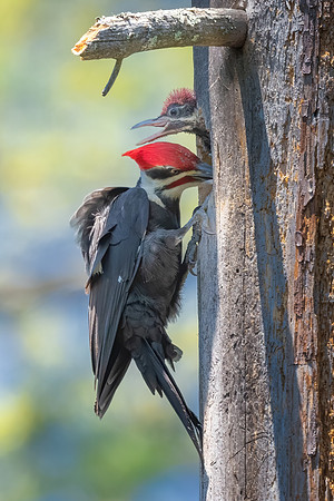 The Chicks Have Arrived. Housing Inspection. Pileated Woodpeckers, Southern NH, March 2020