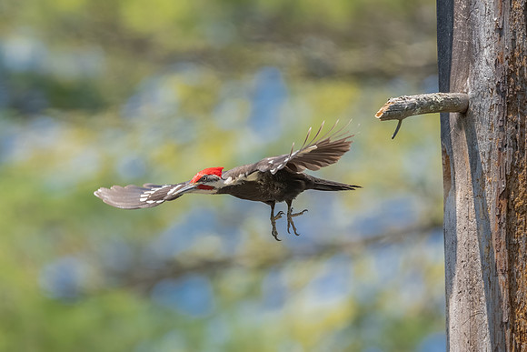 Dad Fly Out. Pileated Woodpeckers, Southern NH, March 2020