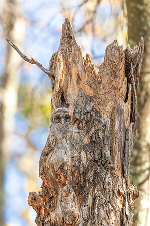 Peek a Boo.  Barred Owlet Hiding, Milford, NH. Spring 2020