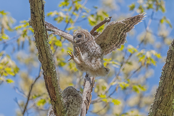 Learning to Land. Barred Owlet. Milford, NH. Spring 2020