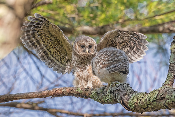 Stretching the Wings. Barred Owlet. Milford, NH. Spring 2020