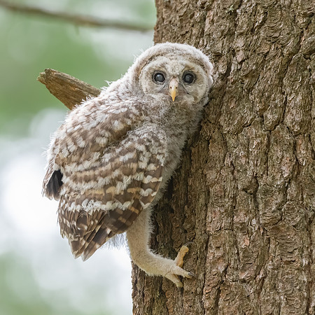 Taking a Well Deserved Break.  Barred Owlet Fledging up Pine Tree, Derry, NH. Spring 2020