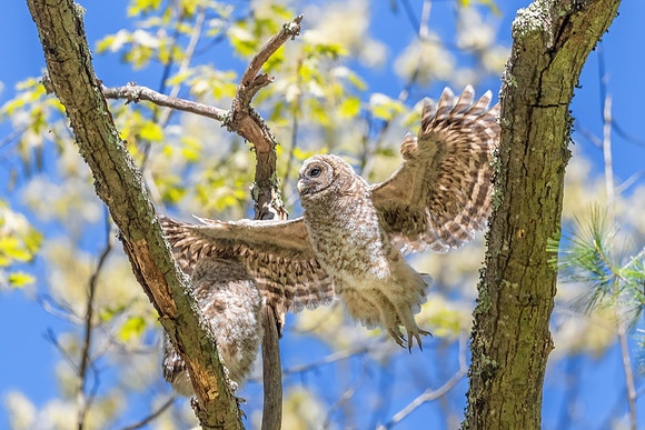 Learning to Fly. Barred Owlet. Milford, NH. Spring 2020
