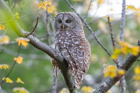 Feeding Time, Barred Owl with Vole, Milford, NH .Spring 2020