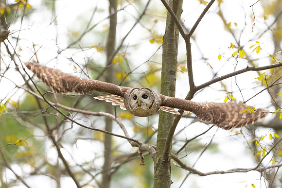 Barred Owl Flying, Derry, NH. Spring 2020
