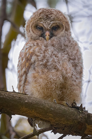 Young Barred Owlet, Derry, NH, Spring 2020