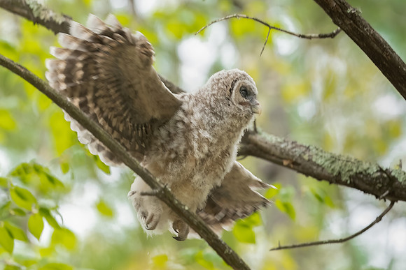Practice Flying. Barred Owlet. Milford, NH. Spring 2020