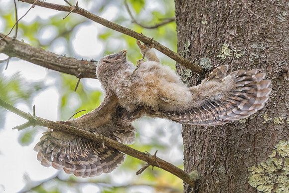 Holding on For Dear Life.  Barred Owlet. Milford, NH. Spring 2020