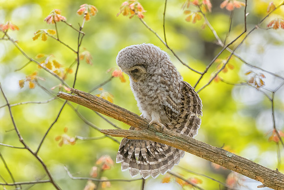 Wing Stretch,  Derry, NH. Spring 2020