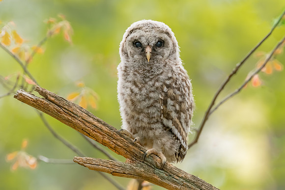 Portrait of a Barred Owlet, Barred Owlet. Derry, NH. Spring 2020