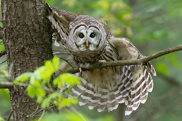 Fierce Landing, Barred Owl,  Derry, NH. Spring 2020