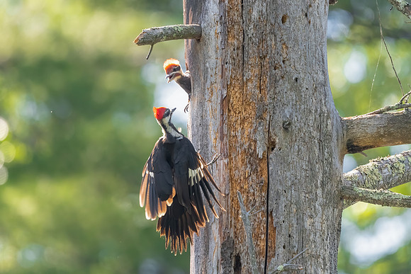 Returning with Food, Pileated Woodpecker, Southern, NH, 2020.