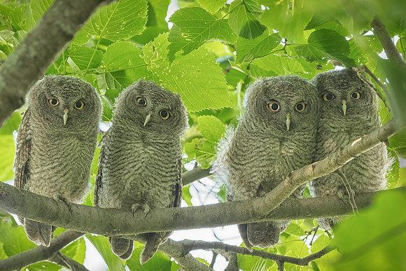 Four of a Kind: Grey Morph Screech Owlets, Southern, NH 2020