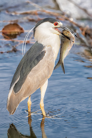 Fresh Catch, Black Crowned Night Heron.