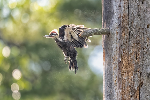 First Flight: Male Chick Fledging, Southern , NH 2020