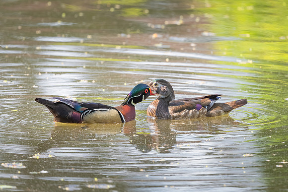 Tender Wood Duck Moment. Winchester, MA, 2020