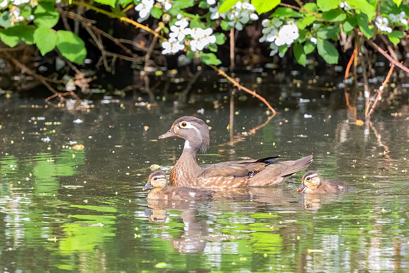 Mrs. Wood Duck and 2 Chicks. Winchester, MA, 2020