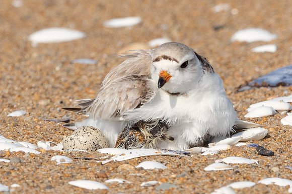 Pipping Plover with Newborn Chick.  Eastern Massachusetts, June 2020