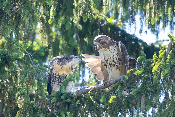 So That's How You Do That!  Fledgling Red Tail Hawk and Adult, Eastern Massachusetts, 2020