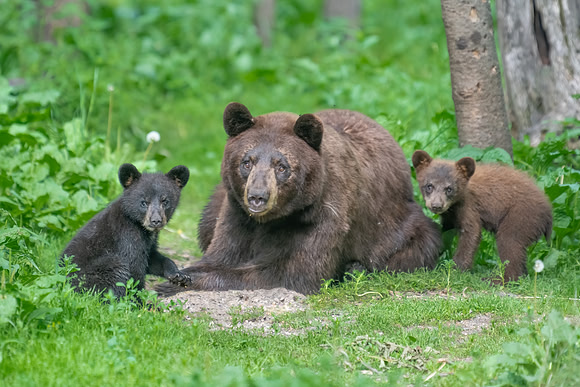 Cinnamon Brown Bear and Cubs.  Orr, MN