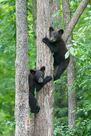 Black Bear Cubs Climbing.  Orr, MN