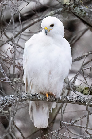 Leusistic Red-Tailed Hawk,  Windham, New Hampshire.  2025.