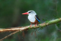 Malachite Kingfisher on Perch.  Amboseli national Park, Kenya, Africa.
