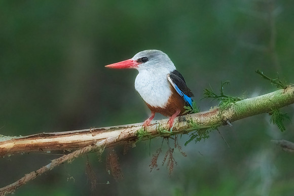Malachite Kingfisher on Perch.  Amboseli national Park, Kenya, Africa.