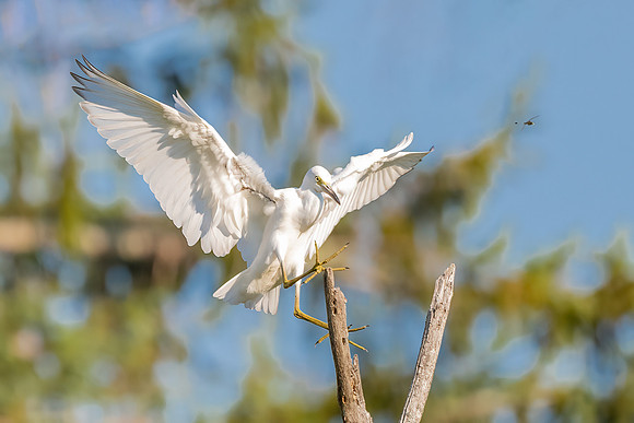 Sticking the Landing.  Juvenile Little Blue Heron.  Eastern Massachusetts. August 2020.