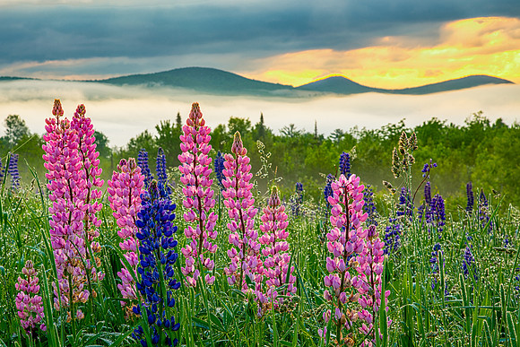 Lupines and White Mountains.  Sugar Hill, NH