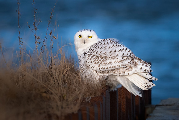 Moody Day.  Snowy Owl, Coastal New England. December 2021.