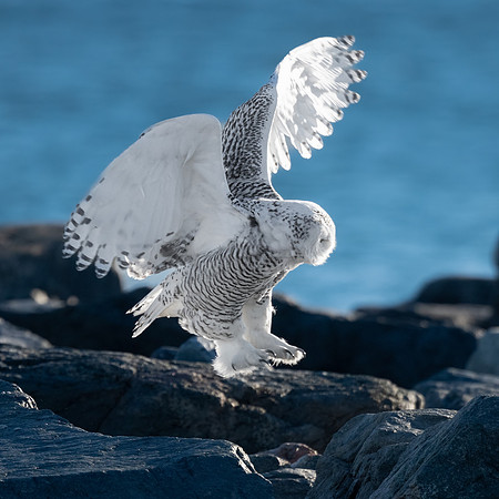Jumping Around. Coastal New England. December 2021.