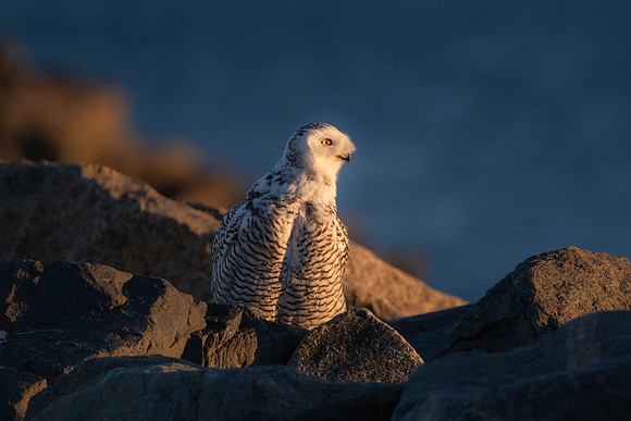 The Awakening. Snowy Owl. Coastal New England. December 2021.